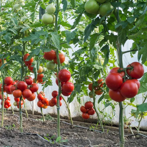 Vista 6 de Big A Tomato Fertilizante orgánico prémium con algas marinas de 13.5 onzas para interiores y exteriores, fertilizante para plantas