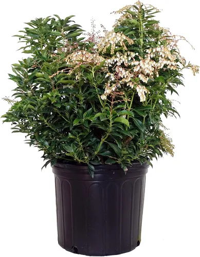 Vista 8 de Pieris jap. 'Cavatine' (Cavatine Dwarf Andromeda) Evergreen, #2 - Contenedor