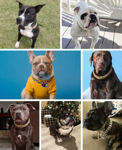 Vista 6 de Collar de perro de eslabones cubanos – Collar de perro de cadena dorada de metal ligero de 3/4 pulgadas de ancho, lindos accesorios de joyería