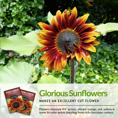 Vista 4 de Survival Garden Seeds - Semilla de girasol de Autumn Beauty para plantar - Paquete con instrucciones para plantar y cultivar flores hermosas