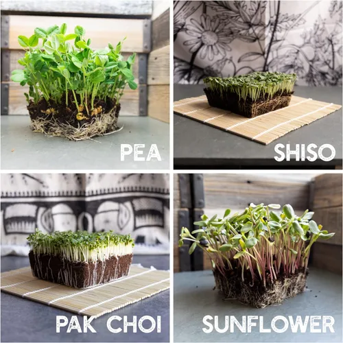 Vista 5 de Kit de semillas de microverdes de 12 variedades - Semilla de brócoli para germinado más rábano morado, remolacha, microverdes de girasol, guisantes