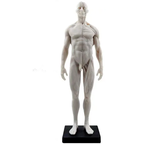 Vista 8 de Modelo anatómico musculoesquelético global de cuerpo humano de 11 pulgadas para estudio y enseñanza (hembra)