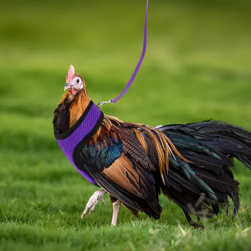 Vista 7 de BOAO Arnés de pollo ajustable de 3 piezas con correa y cinturón a juego, cómodo chaleco transpirable para entrenamiento de pollo para pato o ganso