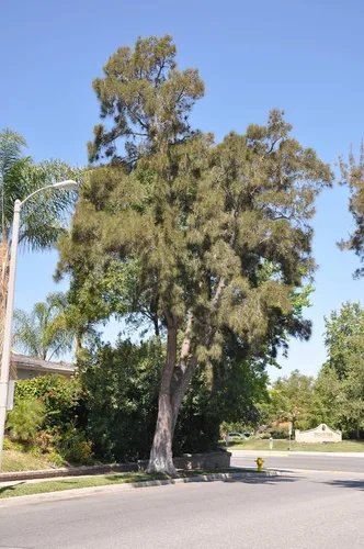 Vista 7 de Pine Tree Australian River Semillas Premium Casuarina cunninghamiana Plants'® (Semillas premium, 10)