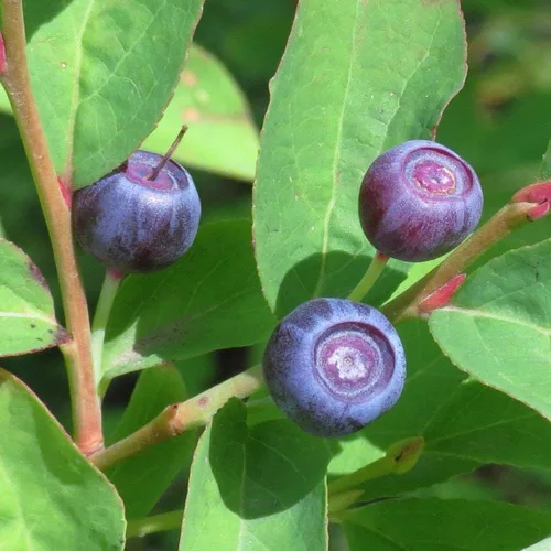 Vista 2 de Semillas de frutas para plantar - Semillas de frutas de jardín (caqui americano - 10 semillas)