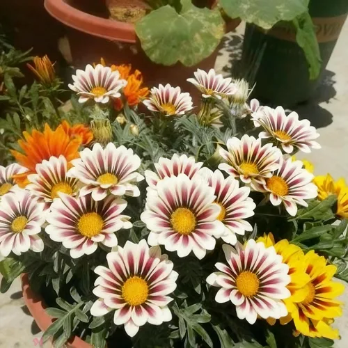 Vista 7 de Gazania - Semillas de margaritas para plantar, más de 100 semillas mixtas de Gazania, flor perenne, semillas de Gazania sin OMG para jardín y hogar