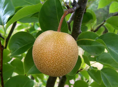 Vista 4 de Asian Pear Tree Semillas Premium Pyrus pyrifolia 'Fruit' Plants'® (Premium Seeds, 5)