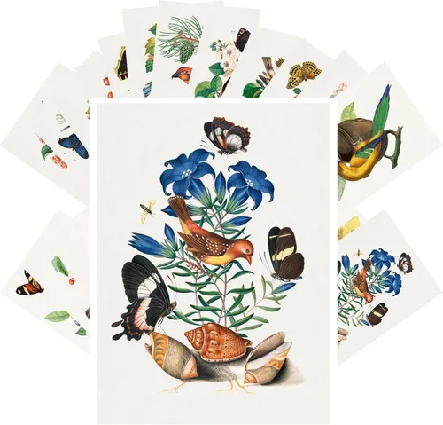 Vista 8 de Pixiluv Postales vintage (24 piezas de 10x15 cm cada una) Ilustración de libro botánico antiguo de colibríes y pájaros pequeños Tarjetas de nota Agua
