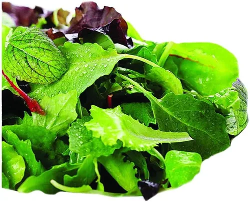 Vista 6 de Park Seed Batavian Full Heart Endive & Chicory Lechuga Mezcla de Semillas - Variedad nutritiva de Escarole con corazones blanqueados cremosos, ideal