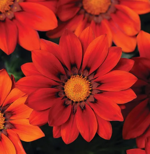 Vista 7 de Outsidepride 25 semillas perennes Gazania Red Shades tolerantes al calor y la sequía semillas de cobertura del suelo para plantar