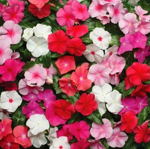 Vista 4 de 100 semillas de vinca de color mixto Minor Semillas de Periwinkle Semillas de flores tradicionales