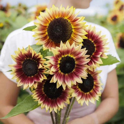 Vista 25 de Eden Brothers Semillas de girasol - Autumn Beauty