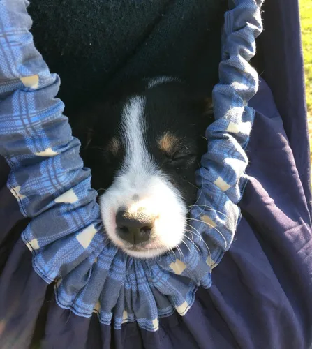 Vista 4 de Bolsa ajustable para mascotas, bolsa ajustable para perros pequeños, gatos, para exteriores, más adecuado: 3-8 libras (cuadros azules)