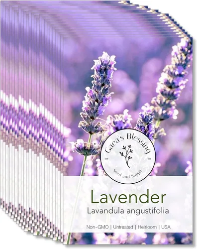 Vista 7 de Gaea's Blessing Semillas – Semillas de lavanda inglesa – Semillas tradicionales sin OMG con instrucciones fáciles de seguir – Vera True Lavender