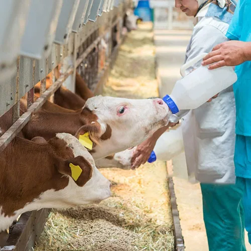 Vista 6 de 25 pezones de bebida de leche de vaca, silicona suave, tapa para botella de leche de cabra, alimentación para perros de oveja, cabra y cachorro, Azul