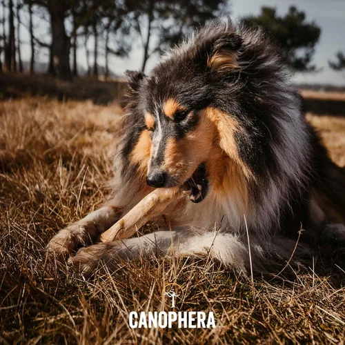 Vista 2 de Canophera Palitos masticables para perros de madera de café para masticadores regulares - tamaño pequeño
