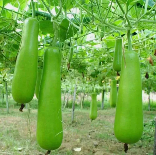 Vista 2 de 15 semillas de calabaza de botella larga sin OMG, semillas de calabaza de calabash para plantar