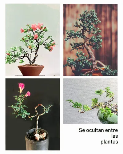 Vista 4 de Kit de alambre y herramientas para bonsái, 5 piezas de aluminio de 164 pies