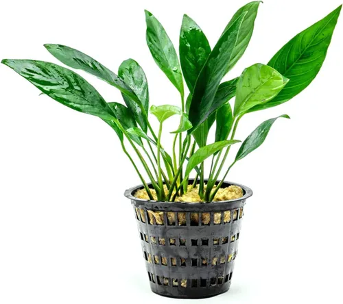 Vista 57 de SubstrateSource Plantas vivas – Anubias Hastifolia (Anubias hastifolia) – Luz baja a moderada, hojas en forma de flecha de color verde medio a