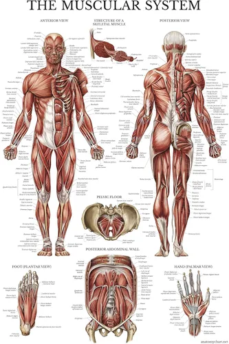 Vista 6 de Palace Learning Paquete de 2 pósteres anatómicos del sistema muscular + tabla de anatomía del sistema linfático