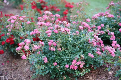 Vista 2 de OSO Easy® Double Pink Rose-Very Hardy Probado Ganadores - Maceta de 4