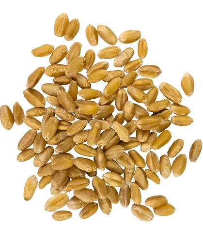Vista 2 de Marca Palouse Certificada Libre de Residuos de Glifosato Grano de Trigo Duro Blanco 15 Libras Paquete de 3 Cultivado por una Familia