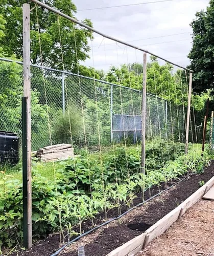 Vista 6 de Guita de jardín para atar tomate de 6300 pies