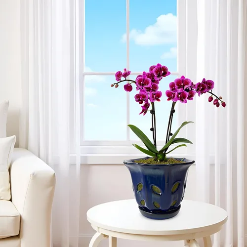 Vista 8 de Ceramic Orchid Pots with Holes 6 inch (Dark Blue)