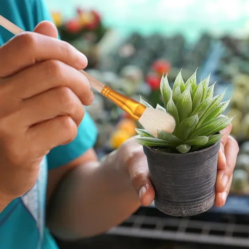 Vista 9 de Angoily Herramienta polinizadora, cepillo de polinización manual para árboles frutales, suculentas y plantas vegetales, bolígrafo de polinización