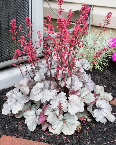 Vista 9 de 1200 BRESSINGHAM Campanas de Coral Mixtas Heuchera Sanguinea Semillas de Flor