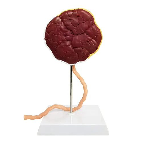 Vista 6 de Modelo anatómico del cordón umbilical de placenta, modelo de placenta del cordón umbilical de tamaño real con venas, estructura de tejido