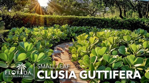 Vista 3 de Clusia Guttifera - Hoja pequeña 3 plantas vivas Clusia guttifera Plantas de cobertura de privacidad Arbusto de hoja perenne para paisajismo