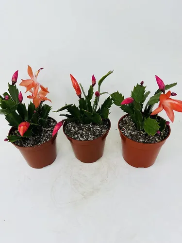 Vista 3 de Tres Cactus de Navidad Rojos en Flor - Maceta de 4 Pulgadas - Plantas Zygocactus