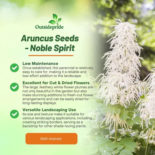Vista 3 de Outsidepride Noble Spirits - Semillas de flores de aruncus – 500 piezas de semillas de helecho perennes, resistentes a la sombra, amantes