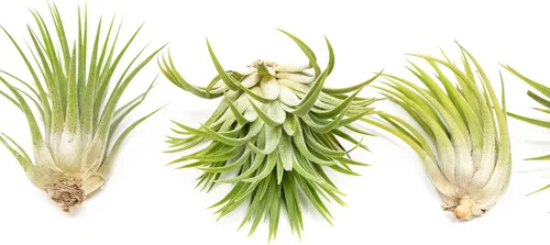 Vista 2 de Paquete de 5 plantas de aire grandes surtidas de Ionantha Rubra – Plantas suculentas vivas para el hogar – Disponible al por mayor y a granel