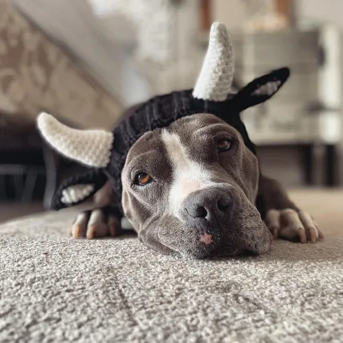 Vista 10 de Zoo Snoods - Disfraz de vaca para perro, disfraz de toro para perros (talla M) Soft knit snood ear warmer with hand-crocheted cow horns and ears