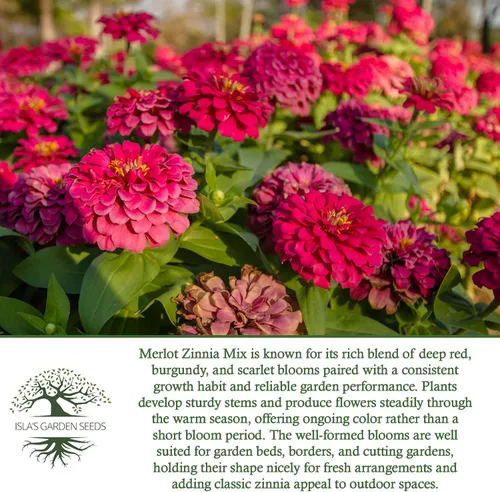 Vista 6 de Zinnia Merlot Mix - Semillas de flores para plantar, más de 200 semillas de flores por paquete, meteorito, príncipe morado y escarlata llama