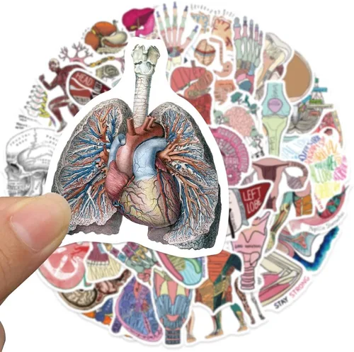 Vista 5 de Anatomy Pun Stickers Human Anatomy Sticker Water Bottle Stickers for Teens Waterproof Vinyl(50Pcs)