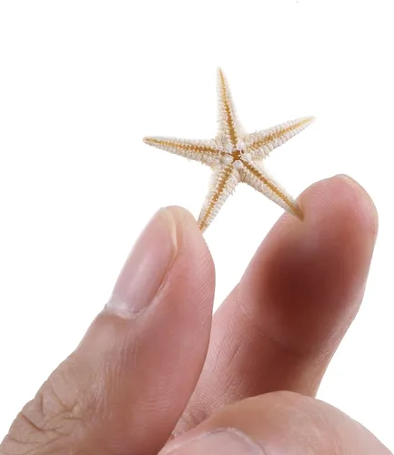 Vista 3 de 100 piezas pequeñas estrella de mar estrella de mar conchas de mar playa para manualidades 0.4"-1