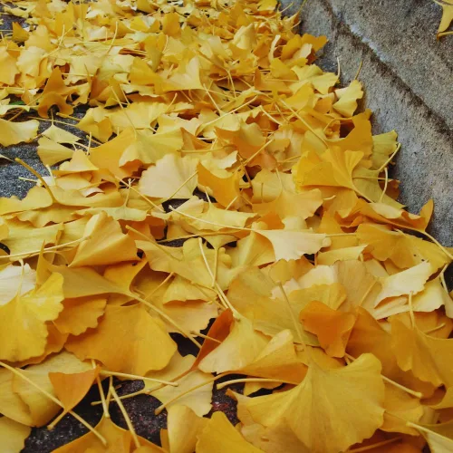 Vista 5 de Juego de 2 plantas de ginkgo vivas con raíces desnudas, 6 a 12 pulgadas de alto, árboles de ginkgo biloba para jardín, patio o decoración