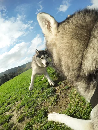 Vista 8 de Arnés para perros GoPro Fetch - Montura oficial GoPro (Paquete de 6)