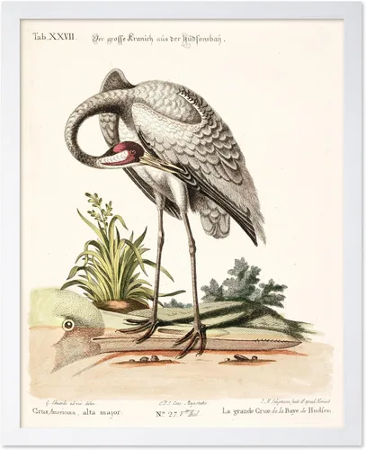 Vista 72 de Poster Master Póster vintage de James Audubon – Impresión retro de amargo americano – Arte de aves de América – Regalo para hombres, mujeres
