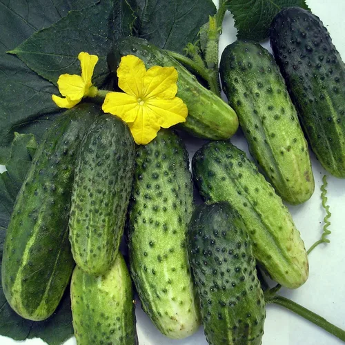 Vista 7 de Semillas Vegetales Pepino Titus Heirloom para Decapado 45 Días - 20 Semillas
