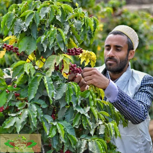 Vista 9 de Al-Aqeeq Café de grano entero de Yemen, región de Haraaz Café arábica orgánico especial Bajo en ácido, tostado medio Recién tostado, valor