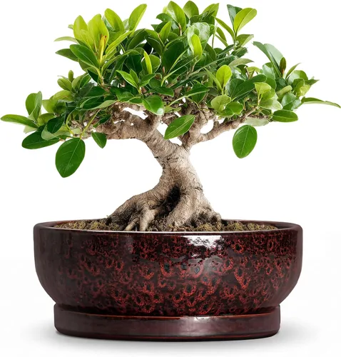 Vista 49 de Succulent Pots, 6 Inch Ceramic Bonsai Pots with Saucer, Blue