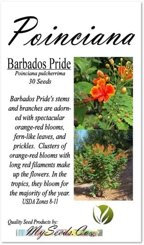 Vista 4 de Poinciana pulcherrima (orgullo de Barbados, arbusto rojo del paraíso), semillas de árbol, flores escarlata y amarillas brillantes, elige