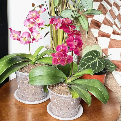 Vista 5 de DESOMINOR Paquete de 4 macetas de orquídeas transparentes, macetas de plástico de 4.8 pulgadas, 5.6 pulgadas y 7 pulgadas con agujeros y platillos