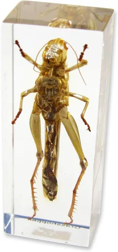 Vista 3 de Grasshopper Pisapapeles (1 5/8 X 4 3/8 X 1 1/8")