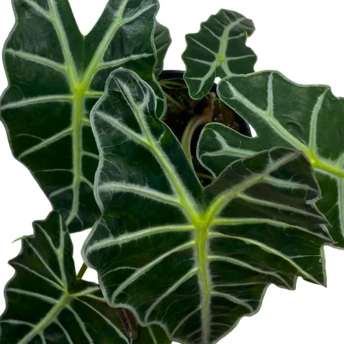 Vista 4 de BubbleBlooms Alocasia Polly Máscara africana Amazonica en maceta de 6 pulgadas