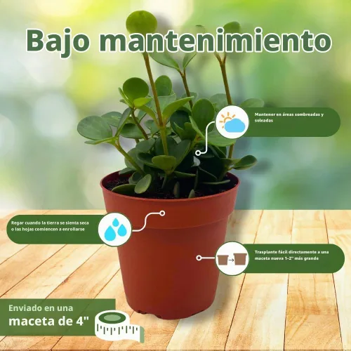 Vista 5 de BubbleBlooms Peperomia Esperanza en una olla rotundifolia de 4 pulgadas